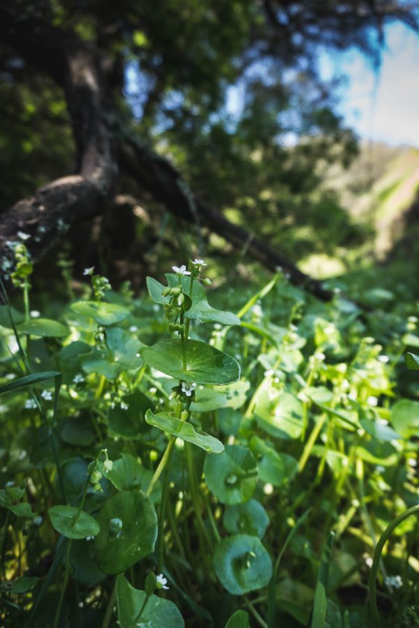 Patch of wild Miner's Lettuce