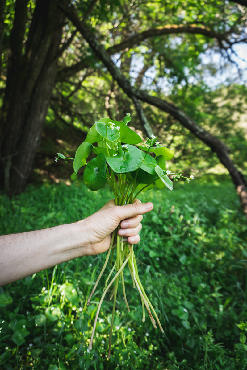 Foraging Miner's Lettuce