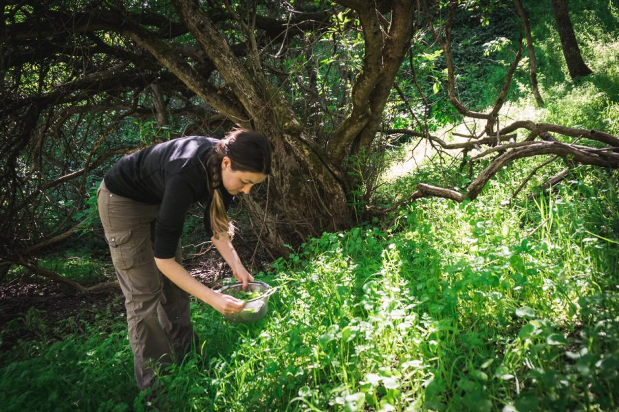 woman harvesting miner's lettuce