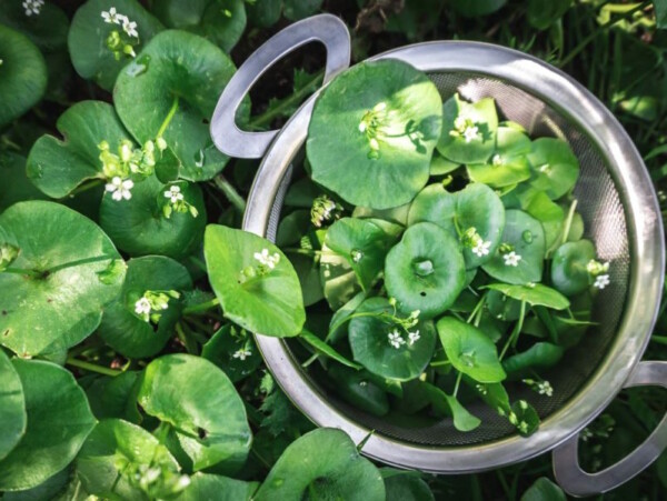 Basket of Wild Foraged Miner's Lettuce