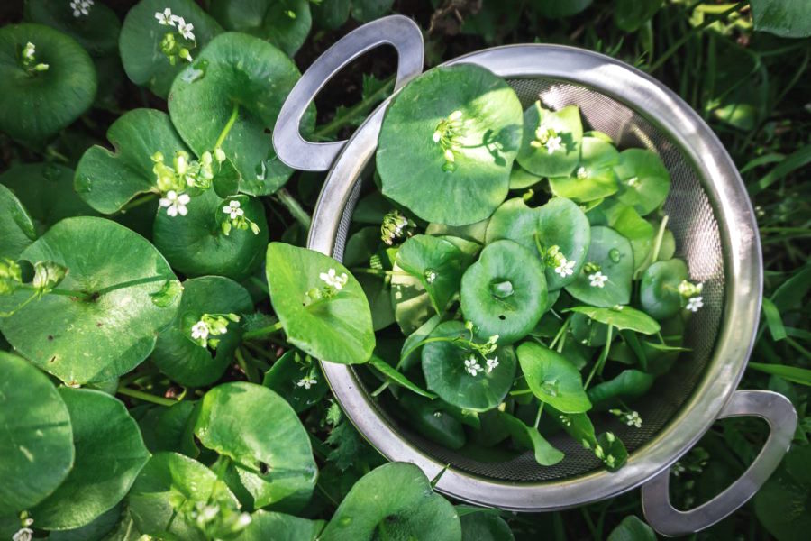 Basket of Wild Foraged Miner's Lettuce