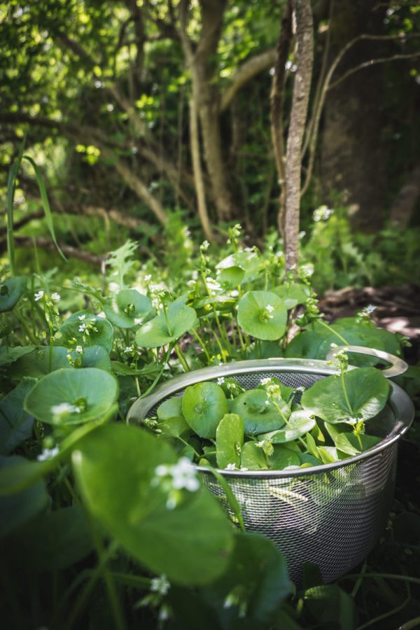 Basket of Wild Foraged Miner's Lettuce