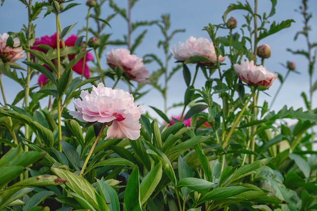 Peony flowers on plants on a sunny day