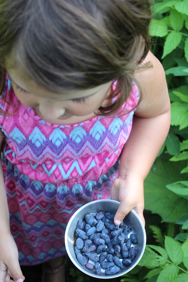 A child picking honeyberries (haskap berries)
