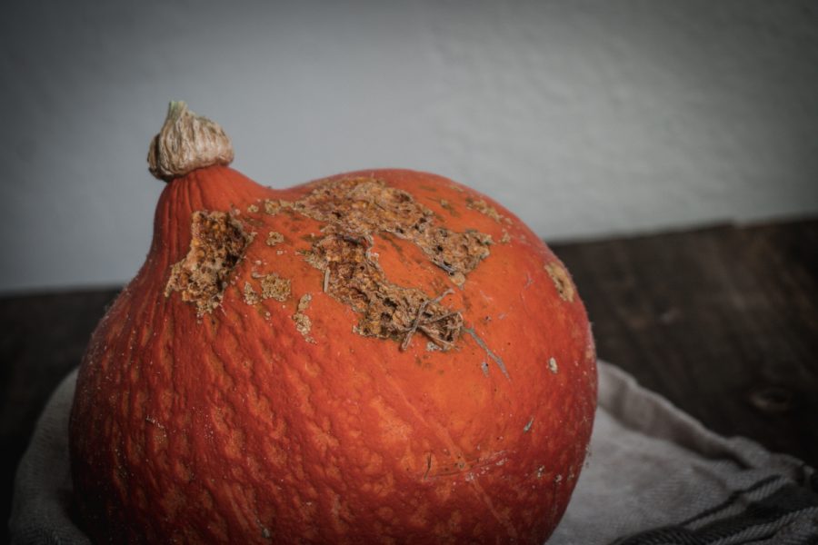 chew holes and bug damage in a winter squash