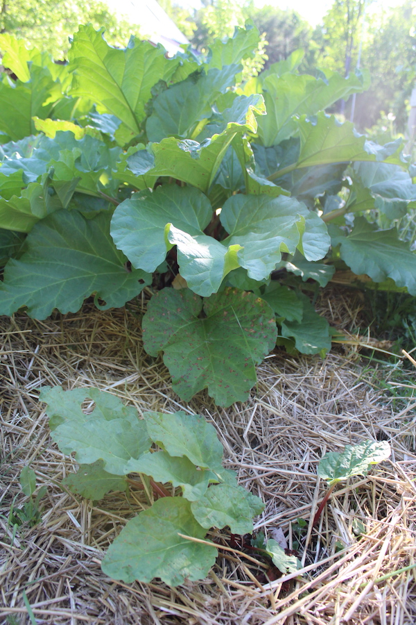 Young one year old seedling rhubarb (front) next to an established 10+ year old crown.
