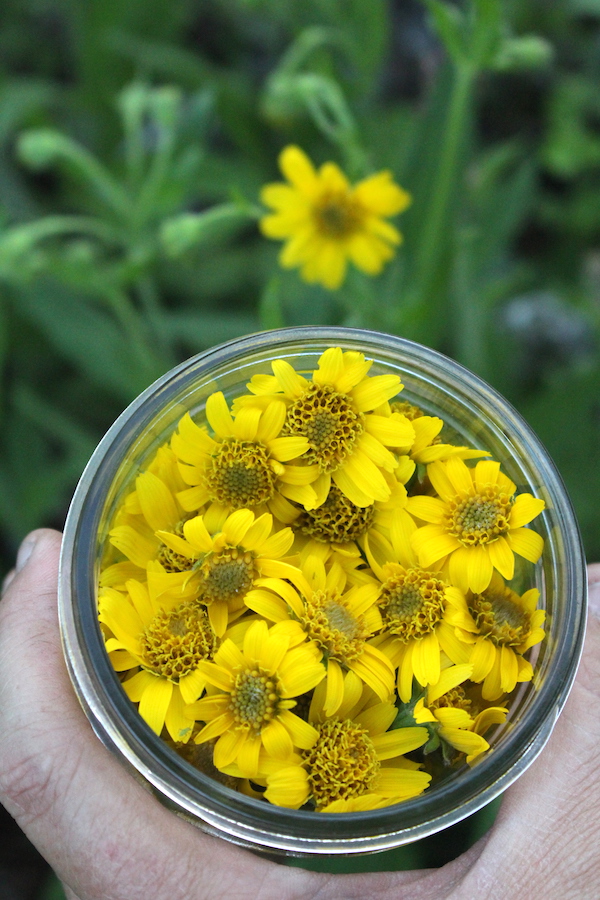 Harvesting Arnica flowers into a mason jar to make homemade arnica oil