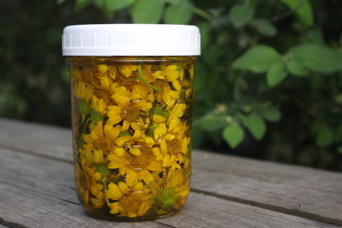 A jar of Arnica Oil infusing as a herbal home remedy for sprains, strains and muscle pain.