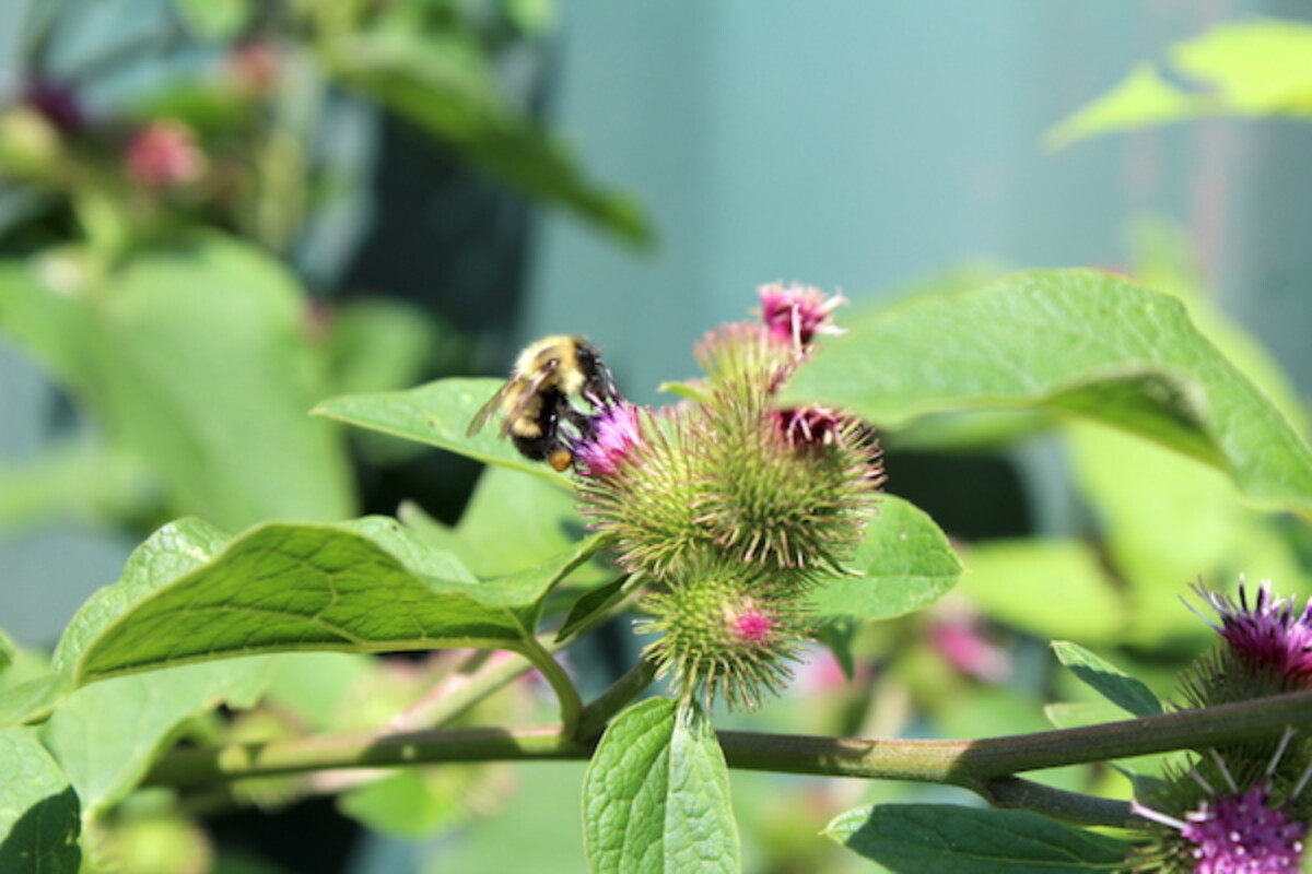 Wild native bee visiting burdock flowers (shortly before they become sticky burrs as seed pods)