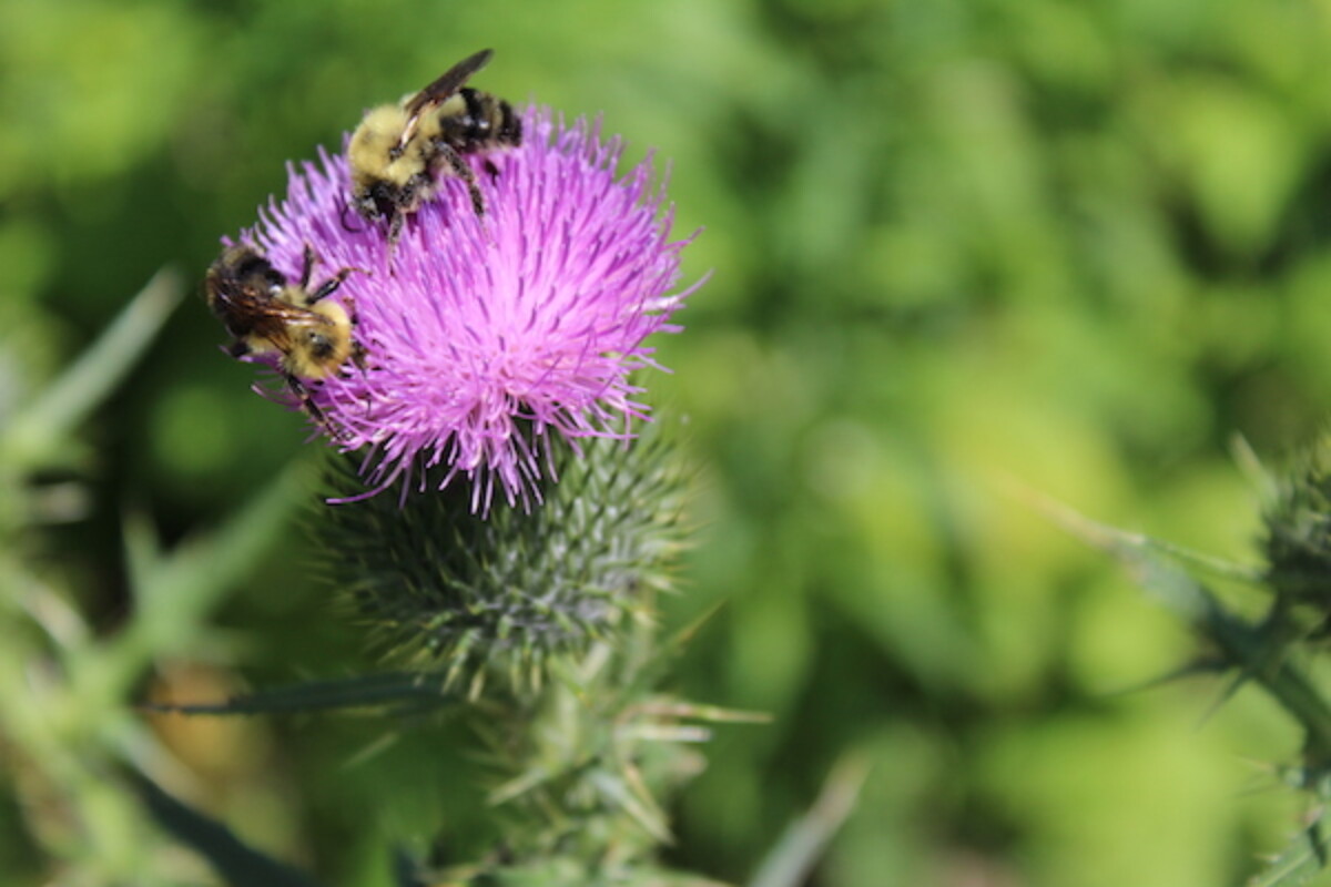 bee and bull thistle flower