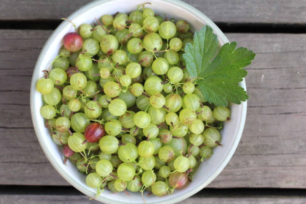Bowl of homegrown gooseberries harvested to make gooseberry jam