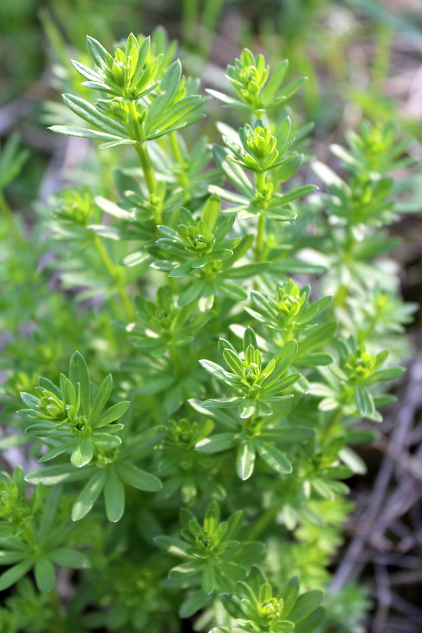 Our local species Galium mollugo, also known as Common Bedstraw and false babies breath.