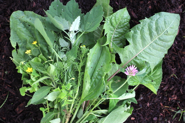 Edible Weeds In Your Garden With Recipes