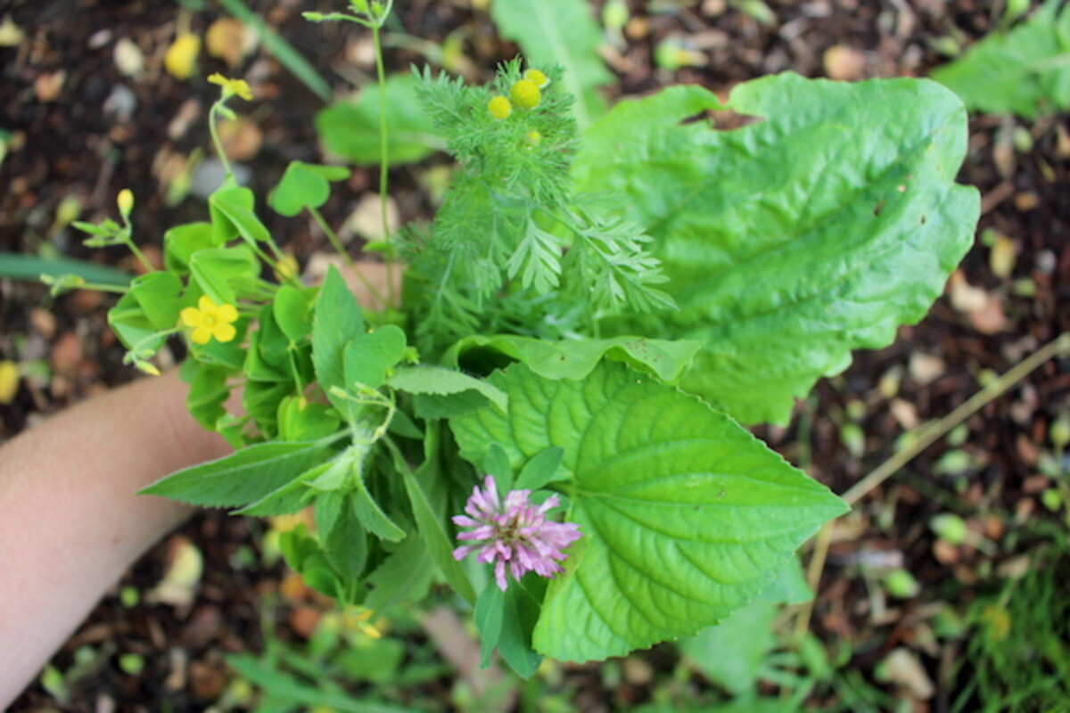 Edible Weeds Bouquet