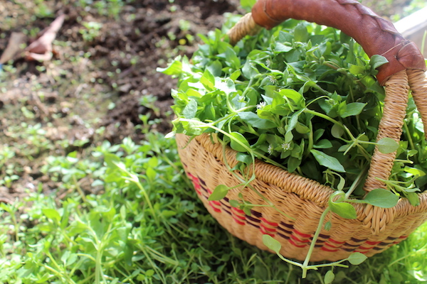 A basket of wild foraged chickweed, yet another tasty edible weed that's perfect fresh from the garden