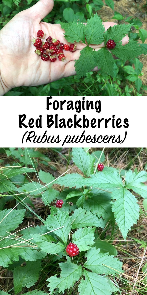 Foraging Red Blackberries (Rubus pubescens) ~ A special treat, these low growing red berries taste like candy mid-summer. Learn how to identify this unique berry species, not quite a raspberry or blackberry in flavor, and perfect for tiny foragers looking for low growing treats. #foraging #wildfood #wildfoodlove #forage #wildedibles