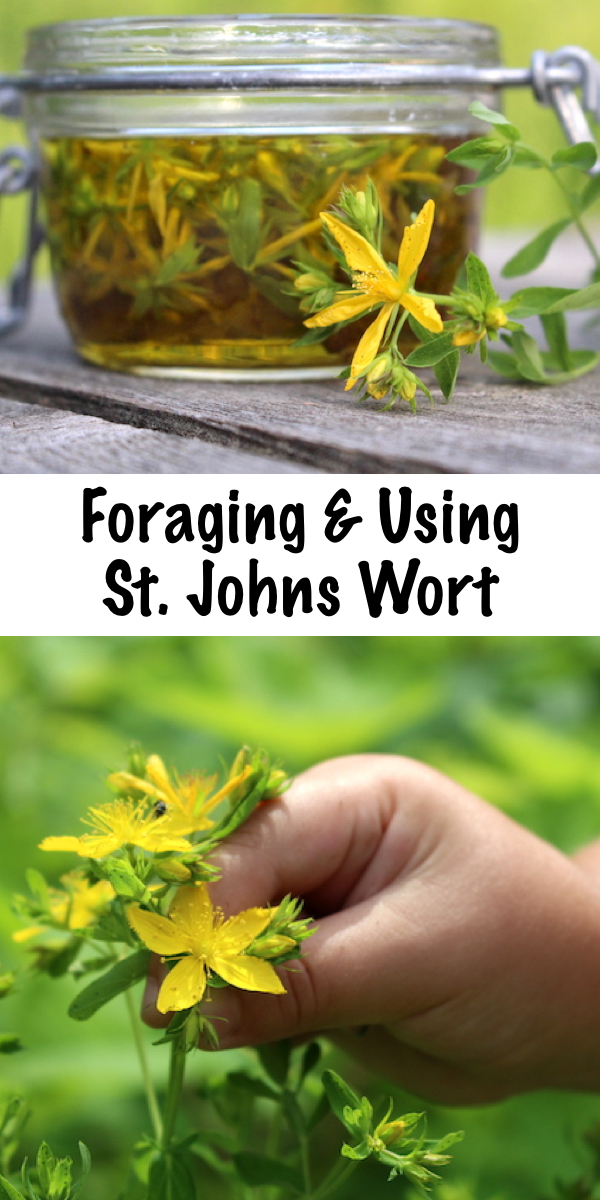 Foraging St. Johns Wort ~ The St. Johns Wort plant is a common roadside and pasture weed, and it's easy to forage this common herb for homemade herbal remedies. Identifying St. Johns Wort is relatively simple, and it can be made into both st. johns wort oil or extract with common every day kitchen ingredients. It's best known for it's use in treating depression, but historically it was used for wound healing and as a topical antibiotic. #stjohnswort #wildcrafting #herbs #foraging #herbalmedicine #wildfood #forage #selfsufficiency #wildedibles