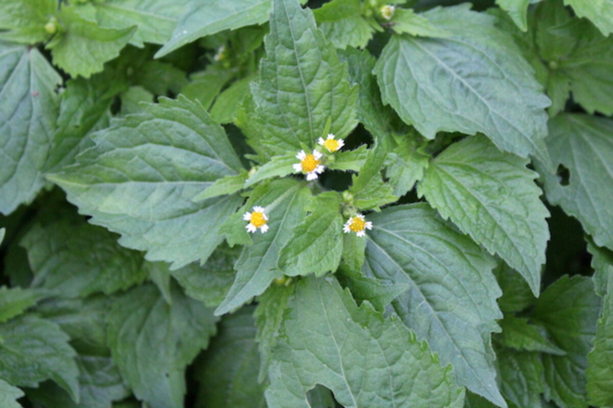 Quickweed, also known as gallant solider