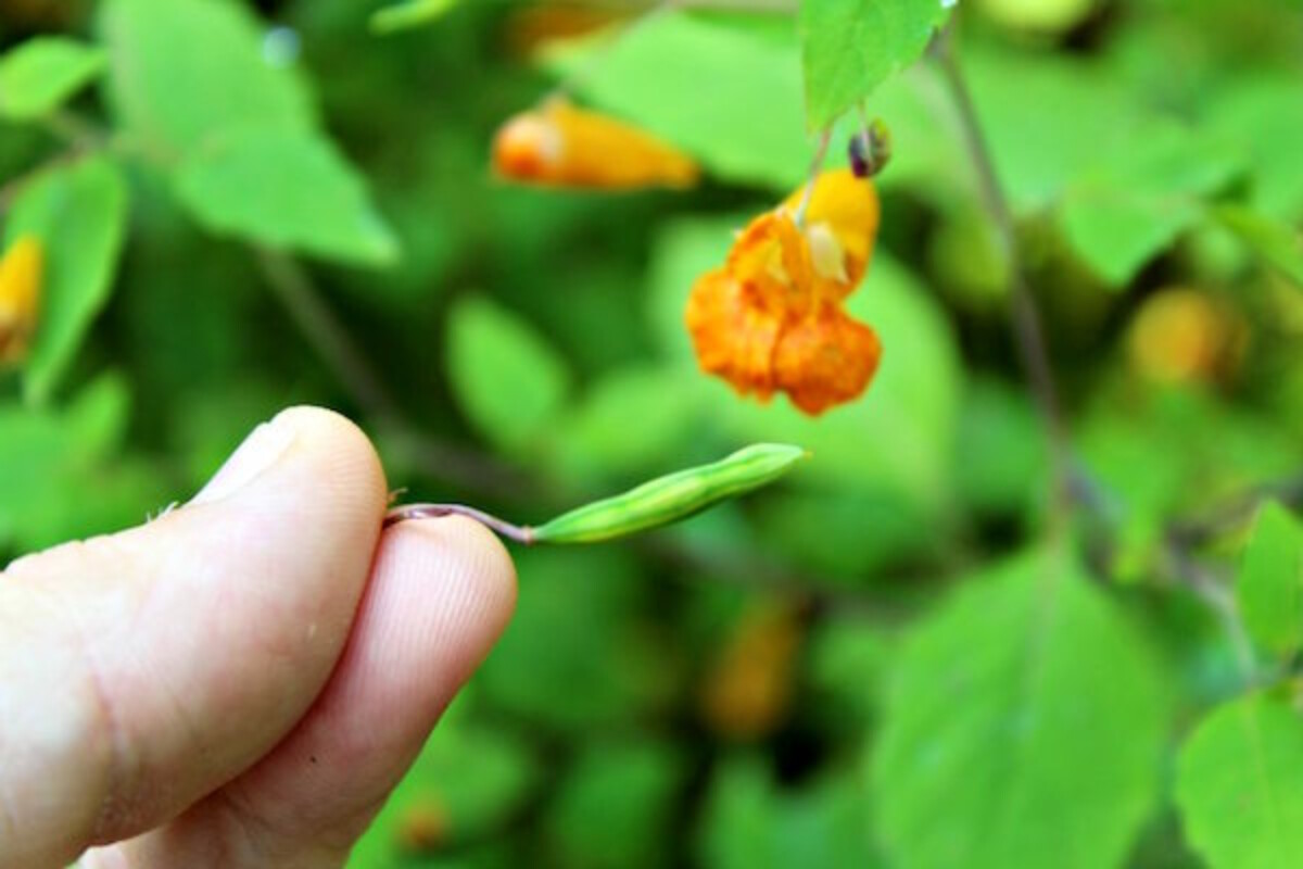 Harvesting Jewelweed seed pods for a tasty edible weed treat that tastes like walnuts