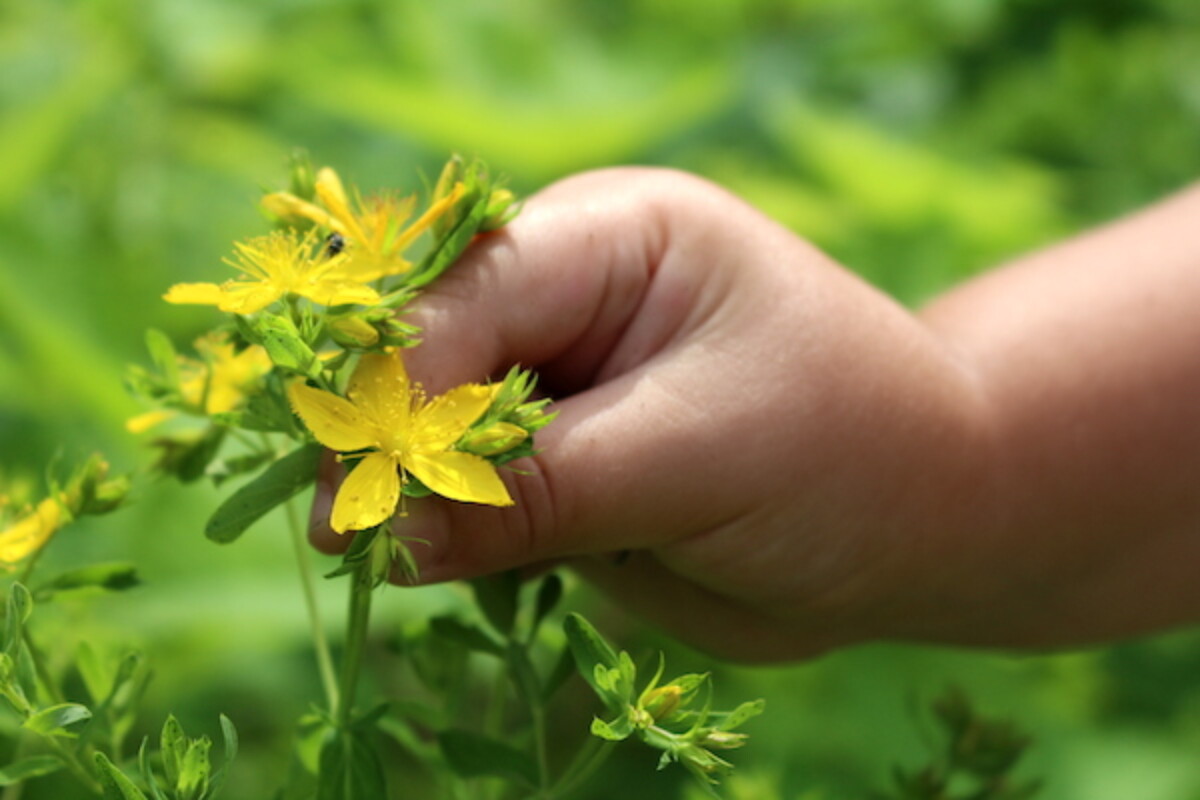 Harvesting St. Johns Wort Plant in the Wild