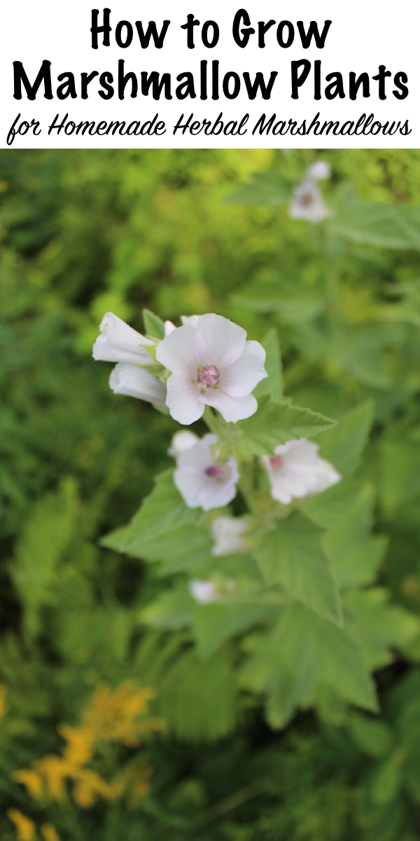 How to Grow Marshmallow Plants ~ Today marshmallows are corn syrup and gelatin, but historically they were made from a herbal infusion of Marshmallow Root (althea officinalis). The marshmallow herb is used to treat for coughs, respiratory issues, stomach upset and urinary tract issues. Learn how to grow this beautiful perennial herb in your own garden. #marshmallow #herbal #herbalmedicine #plantmedicine #herbs #herbgarden #gardening #perennials #permaculture #herbgardening #howtogrow 