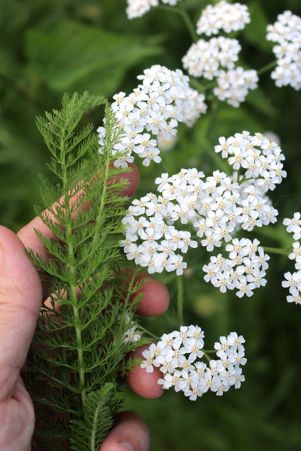 Identifying Yarrow by the feathery leaves and distinct white flower clusters