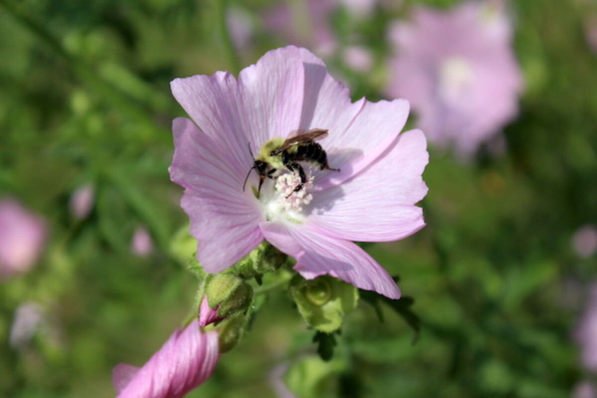 A native bee on a wild marshmallow plant growing in my blueberry bed.
