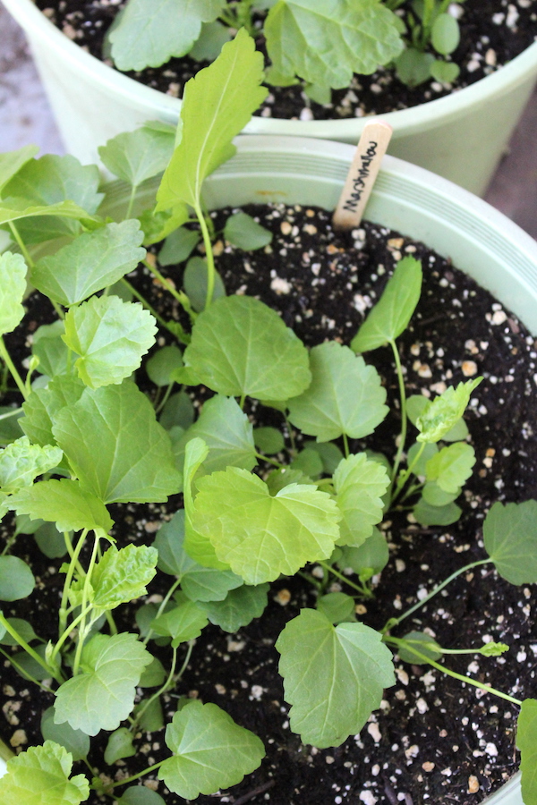 Marshmallow plant seedlings at just a few weeks old.