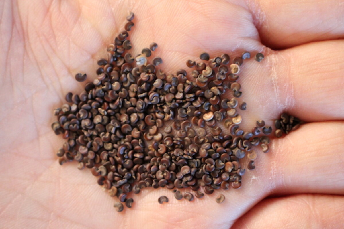 Marshmallow seeds about to go onto moist paper towels for cold stratification.
