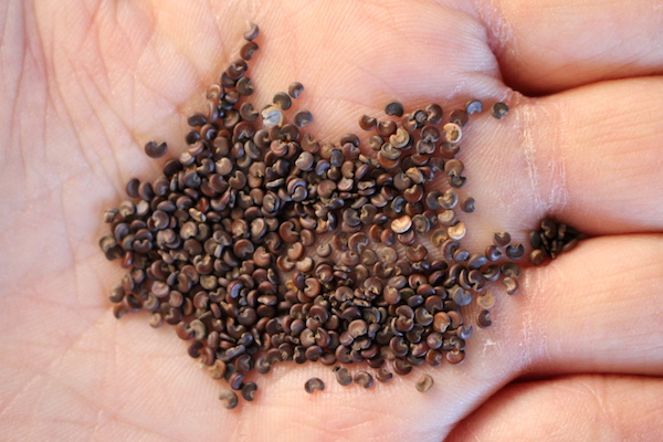 Marshmallow seeds about to go onto moist paper towels for cold stratification.