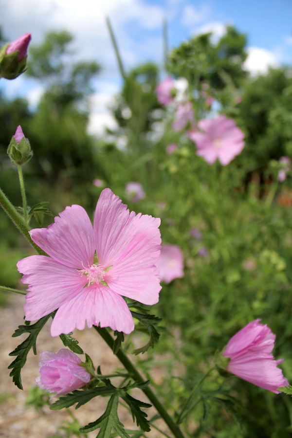 Flowers on a wild mallow plant growing in my yard. They're not quite as elegant as the cultivated variety, but they're just as vigorous and care free.