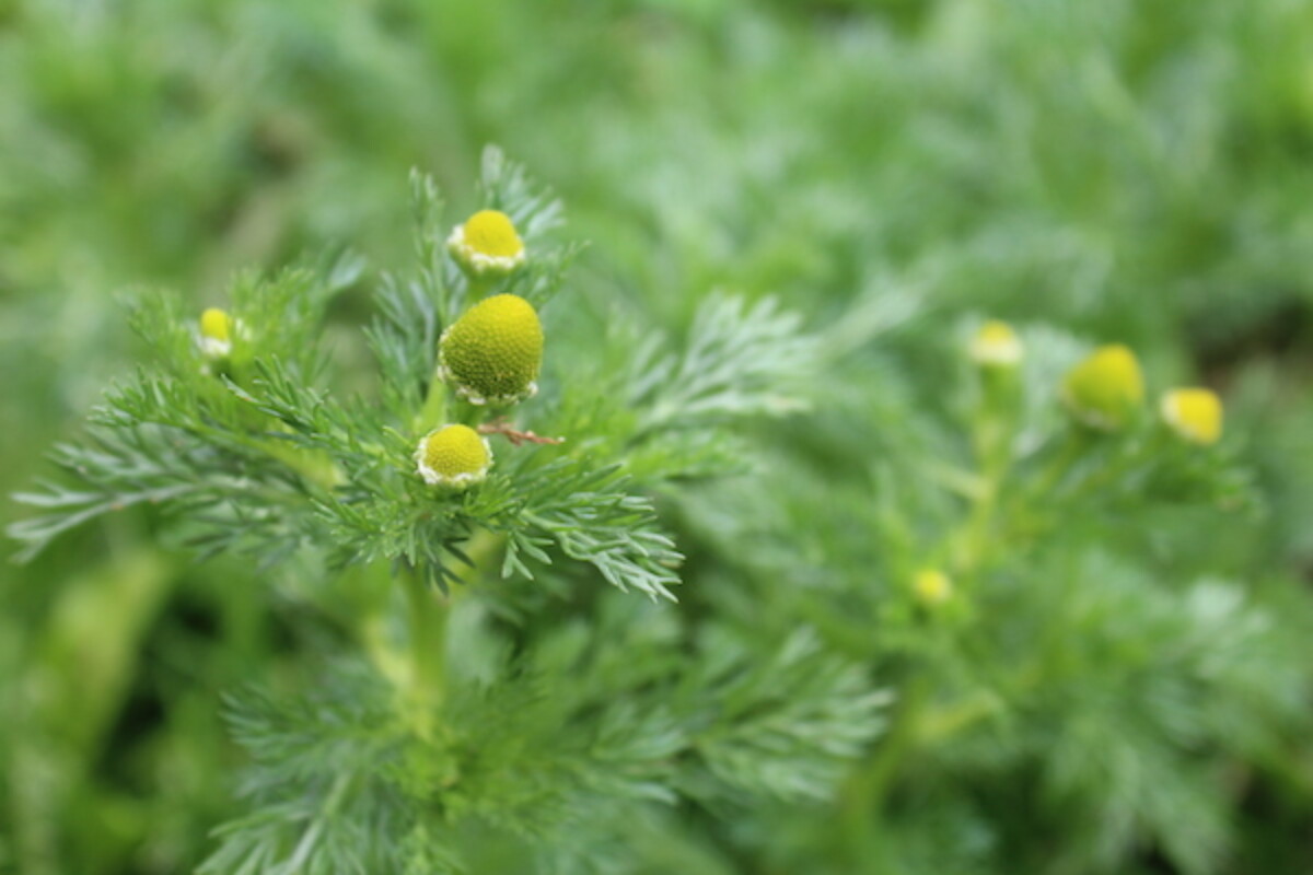 closeup of pineapple weed flowers