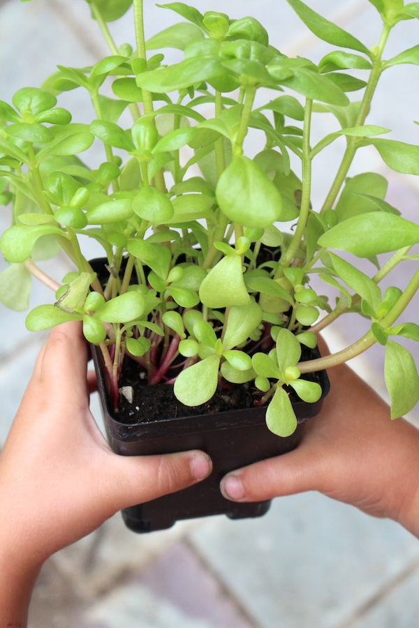 A potted purslane start about to be planted in my garden. This is one of the few edible weeds that I actually plant rather than weed out.