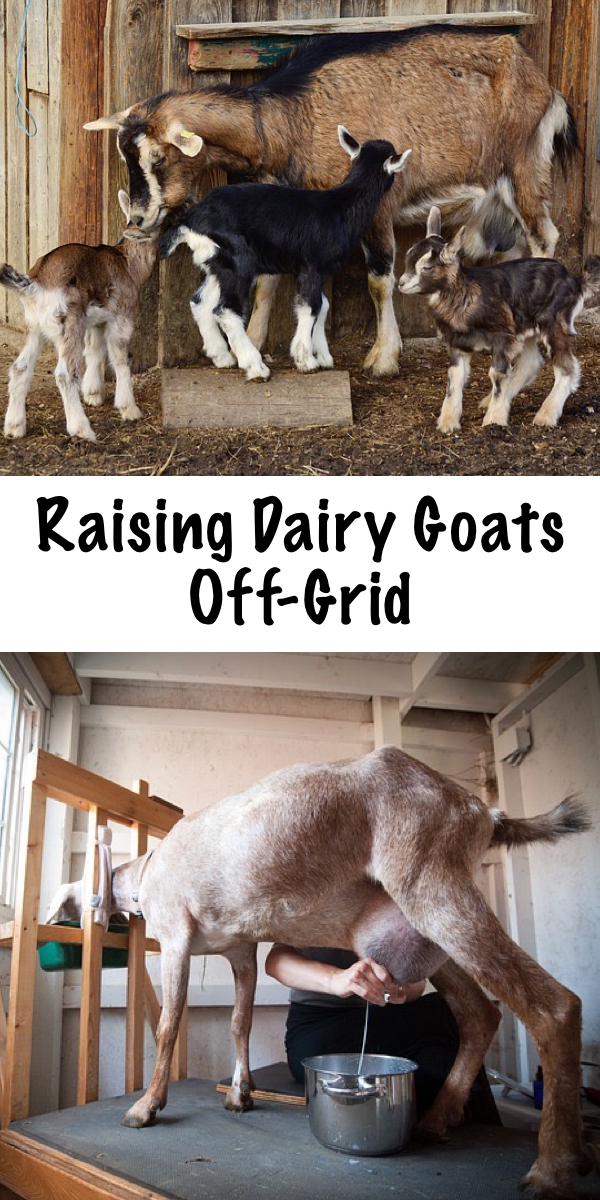 Raising Dairy Goats Off Grid ~ Raising dairy goats off the grid has its own unique challenges, but it's also incredibly rewarding.  Goats are one of the most resilient domestic animal breeds, and they're the perfect choice for rural and backwoods homesteads. #dairygoats #raisinggoats #offgrid #homestead #dairy #goats #homesteading #selfreliance