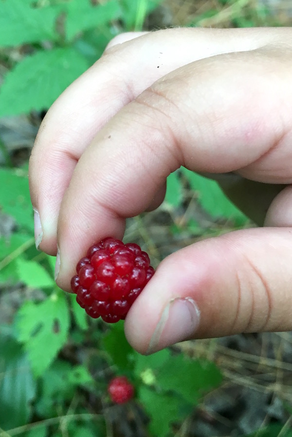 Closeup of ripe Red Blackberries (Rubus pubescens)