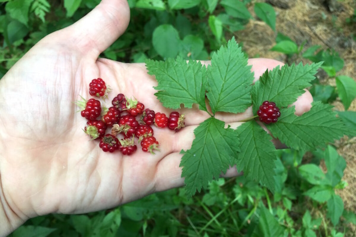 A handful of wild foraged red blackberries (Rubus pubescens)