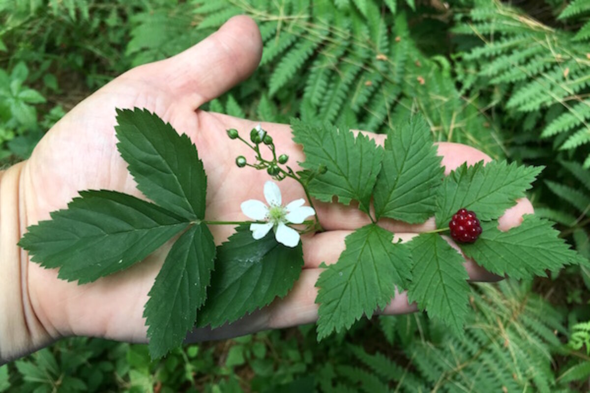 Ripe Red Blackberries (Rubus pubescens) and immature dewberries