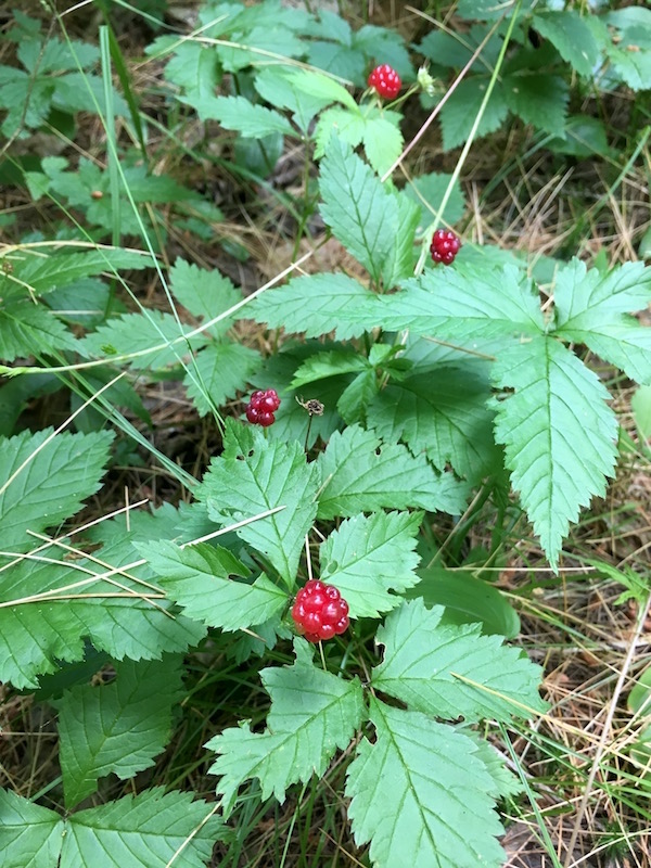 A patch of wild red blackberries (Rubus pubescens)