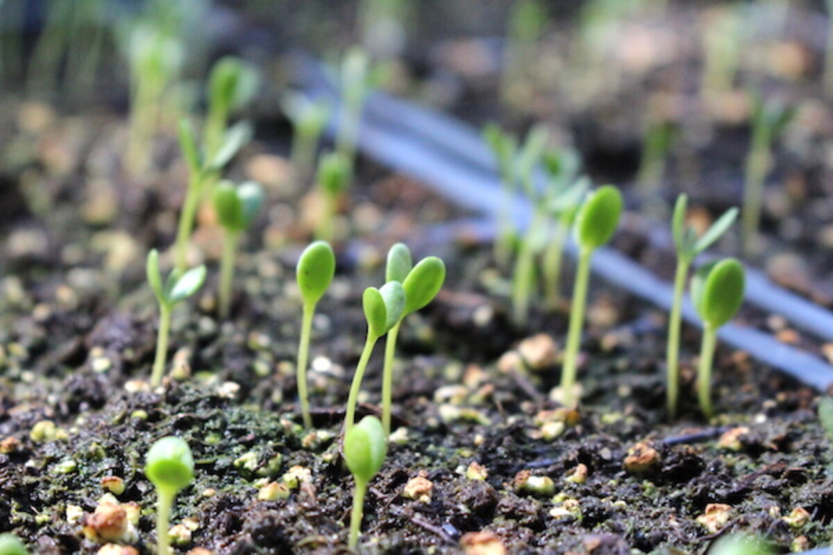 Sea Buckthorn seedlings sprouting after a long 90 days of cold, moist stratification.
