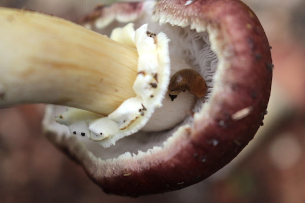 Slug Eating Winecap Mushrooms