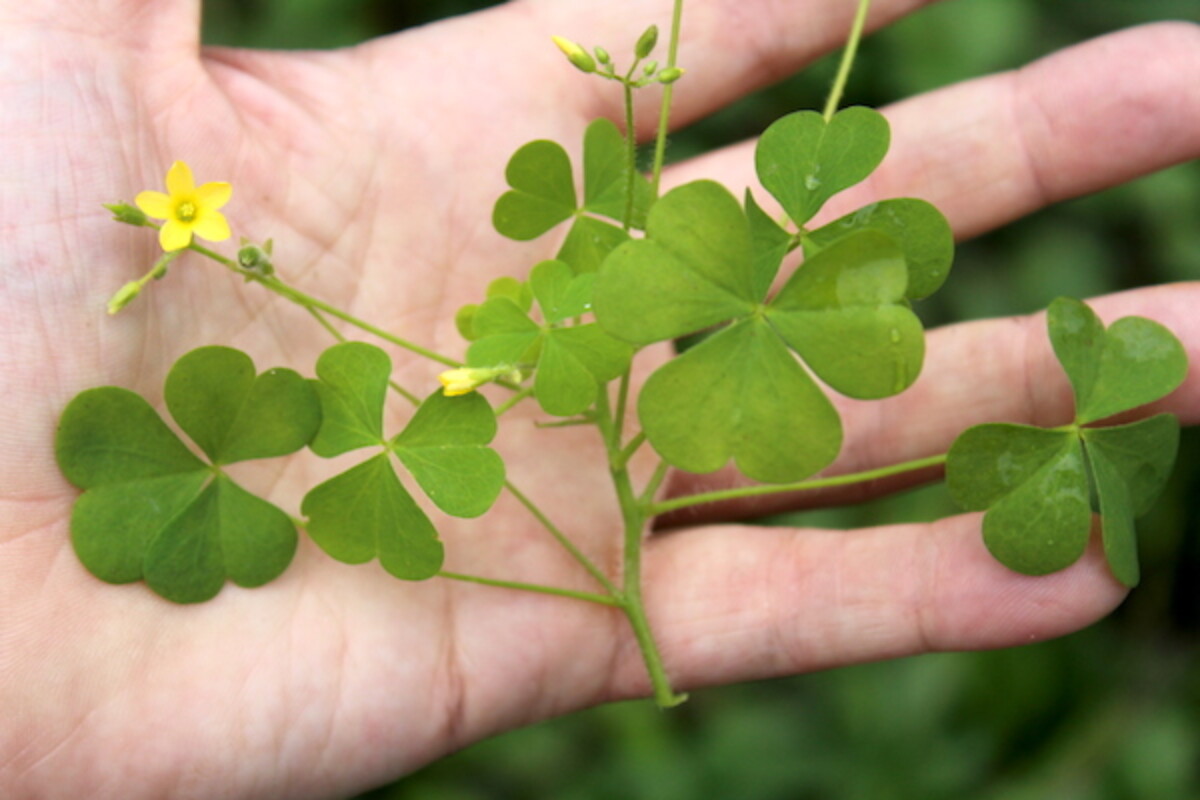 A wood sorrel plant held in my hand, this edible weed was harvested from the garden and then promptly consumed on the spot.