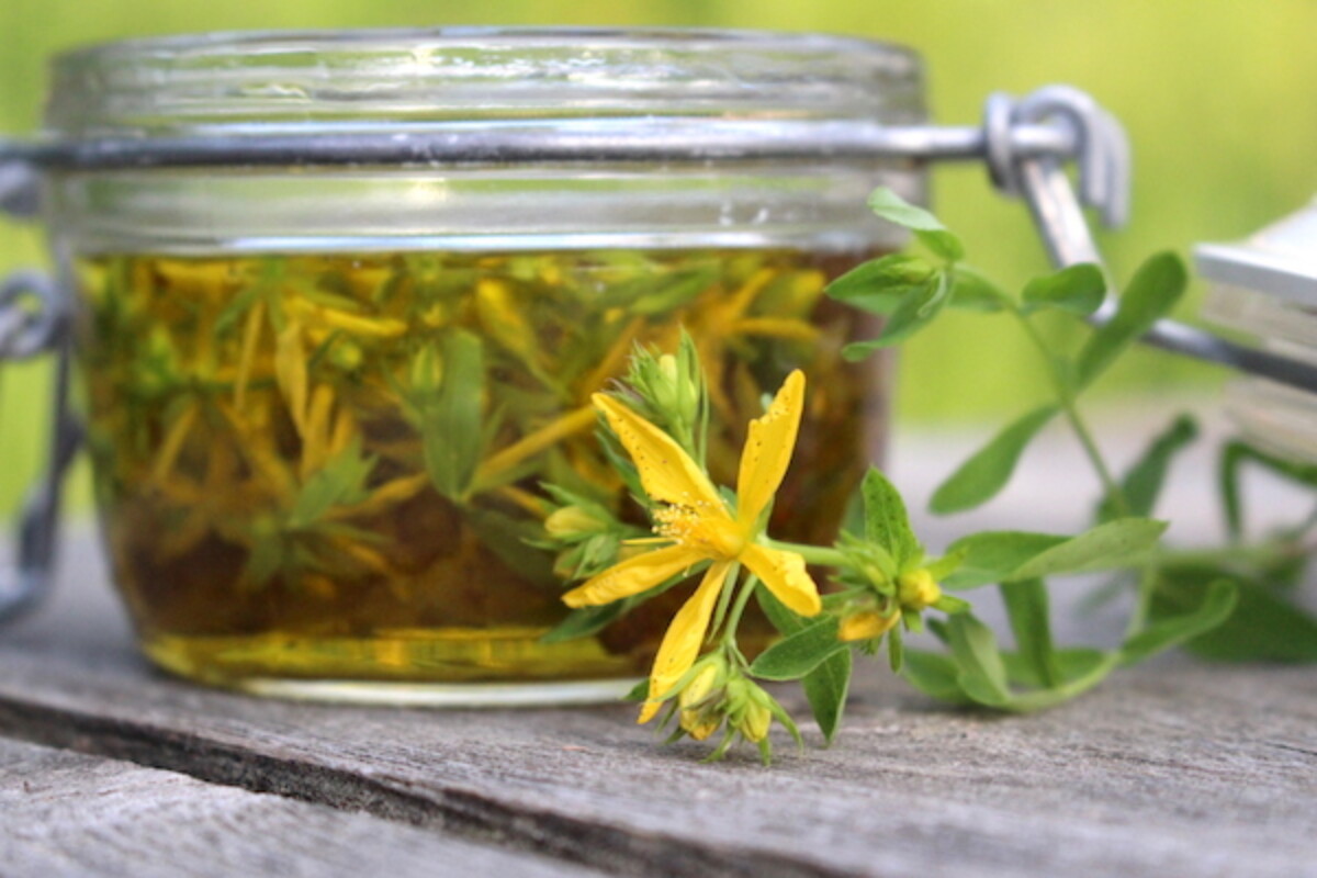 Making St. Johns Wort Oil by infusing flowering tops into olive oil