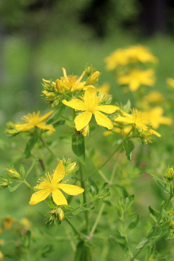 St. Johns Wort