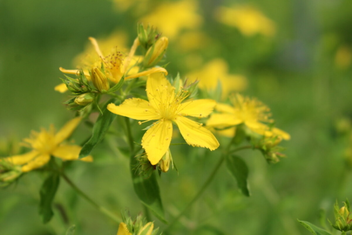Bright Yellow blossoms with 5 petals on a Saint Johns Wort Plant