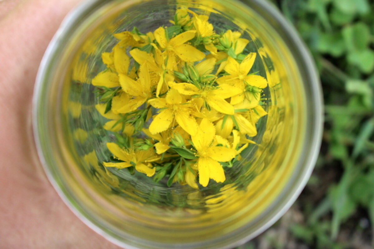 Harvesting St. Johns Wort flowers to use in homemade herbal remedies