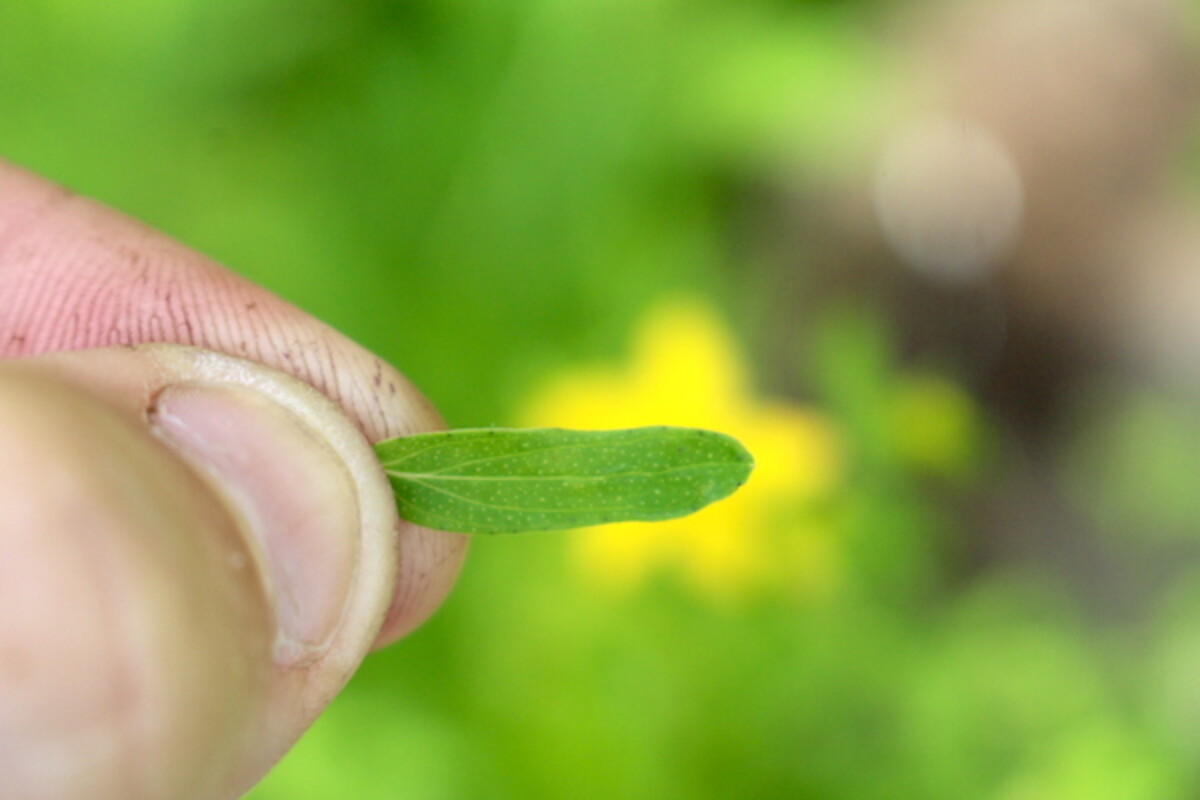 St. Johns Wort perforations ~ Close up on the leave from a Saint Johns Wort Plant showing the tiny transparent pin whole like dots.