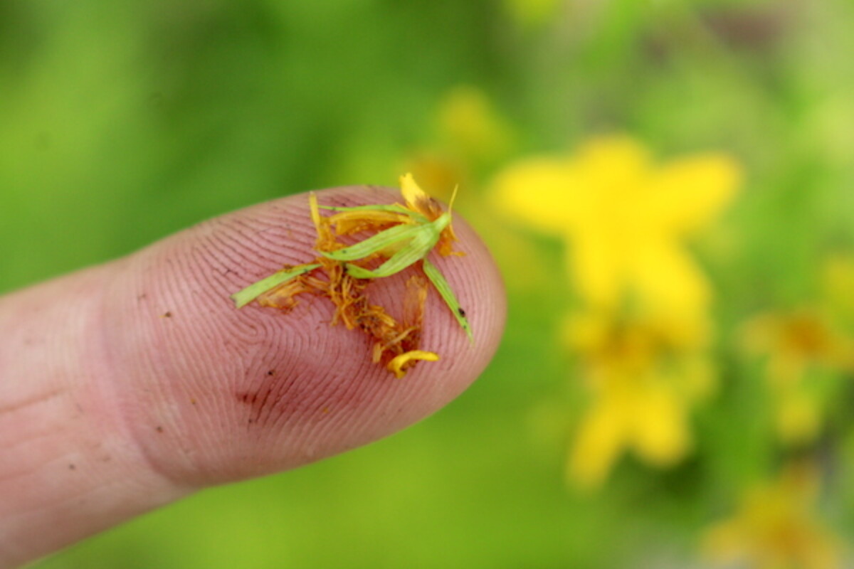 Stain from the blossoms of the St. Johns Wort Plant turns the fingers red or purple.