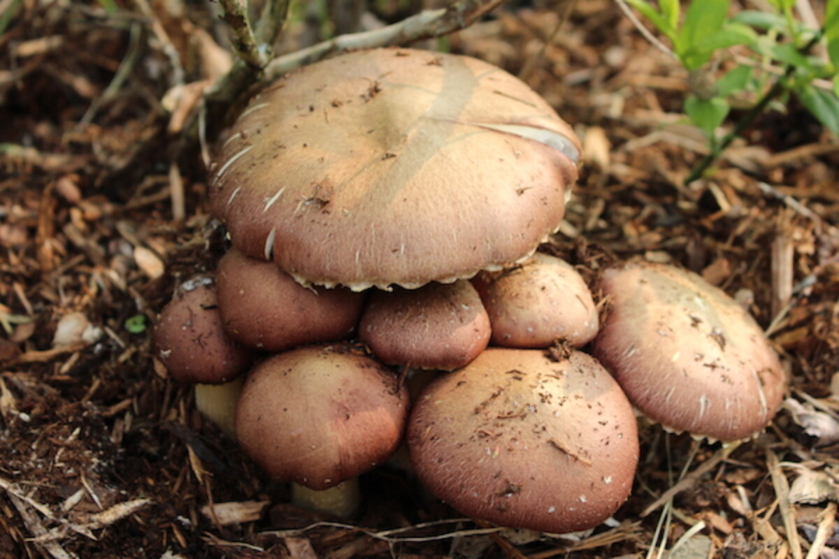 Wine Cap Mushrooms