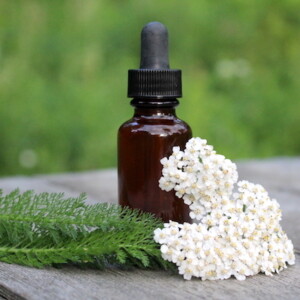 Homemade Yarrow Tincture (Alcohol extract of yarrow)