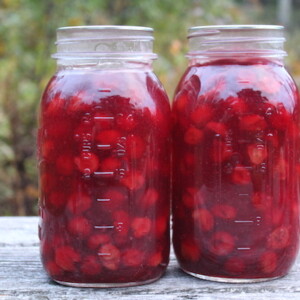Quart Jars of home canned cherry pie filling using tart cherries (AKA Sour cherries or pie cherries)